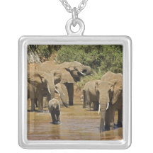 African Elephants, Loxodonta Africana, Samburu Necklace