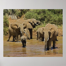 African Elephants, Loxodonta Africana, Samburu Print