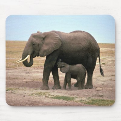 African Elephants - Small Calf Nursing Mousepads by lolanimals