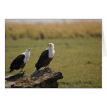 African Fish Eagles Cards