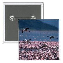 African Flamingos Pins