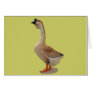 African Goose