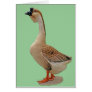 African Goose