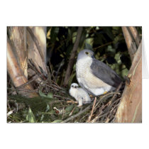African Goshawk Greeting Cards