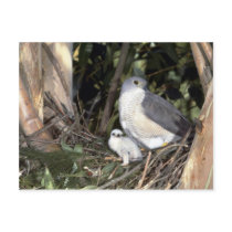 African Goshawk Postcards