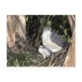 African Goshawk Postcards