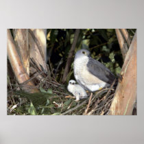 African Goshawk Print