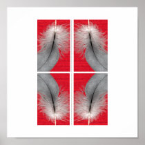 African Grey Feathers poster