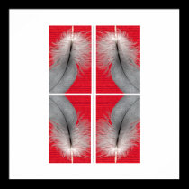 African Grey Feathers poster posters