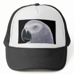 African Grey Hat