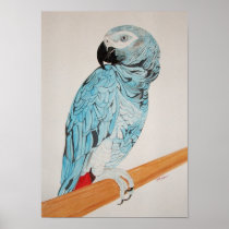 African Grey Painting Print