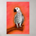 African Grey Parrot Bird Portrait Posters