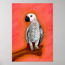 African Grey Parrot Bird Portrait Posters