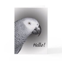 African Grey Parrot