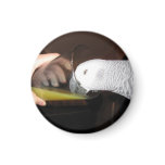 African Grey Parrot drinking OJ Magnets