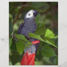 African grey parrot full color flyer