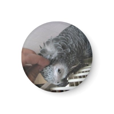 African Grey Parrot getting a head scratched Magnets by digitaltoy83