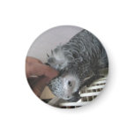 African Grey Parrot getting a head scratched magnets