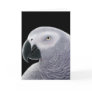 African Grey Parrot Greeting Card