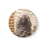 African Grey Parrot Refrigerator Magnets