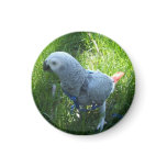 African Grey Parrot Outside Refrigerator Magnets