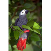 African grey parrot cut out