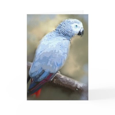 African Grey Parrot Portrait Cards by jaisjewels