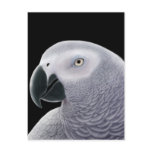African Grey Parrot Postcard