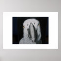 African Grey Parrot posters