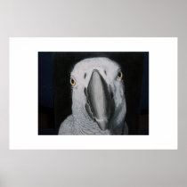 African Grey Parrot Poster