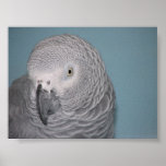 African Grey Parrot posters
