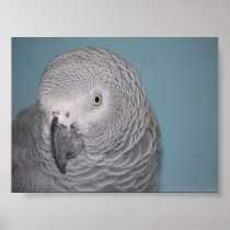 African Grey Parrot Posters