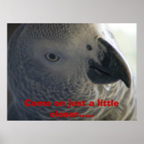 African Grey Parrot Posters