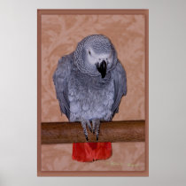 African Grey Parrot