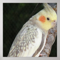 African Grey Parrot Poster