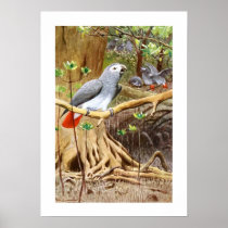 African Grey Parrot Poster
