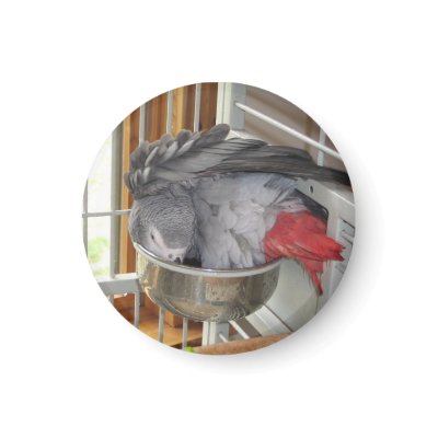 African Grey Parrot taking a bath Magnet by digitaltoy83