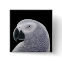 African Grey Pin buttons