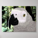African Grey posters