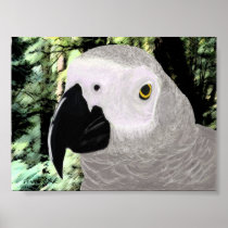 African Grey Posters