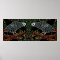 african grey