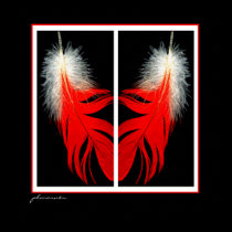 African Grey red tail feathers posters