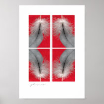 African Grey  wing feathers poster