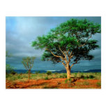 African Landscape Kruger National Park Postcards