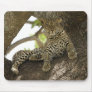 African Leopard, Panthera pardus, in a tree in Mousepads