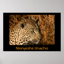 African Leopard poster