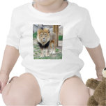 African Lion