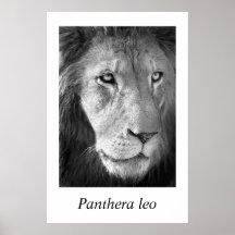 African Lion #1 Panthera leo Poster