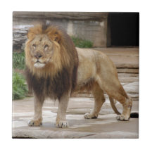 african-lion-b-5 ceramic tile
