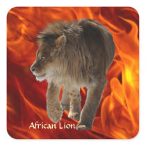 AFRICAN LION Big 5 Big Cat Wildlife Photo Stickers